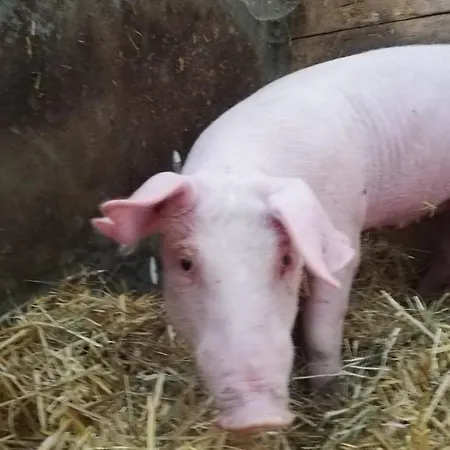 Appartement Panoramahof Manzberg *