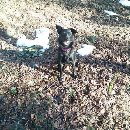 Apartment Panoramahof Manzberg *