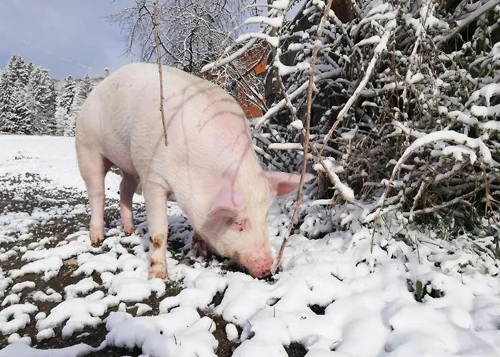 Panoramahof Manzberg