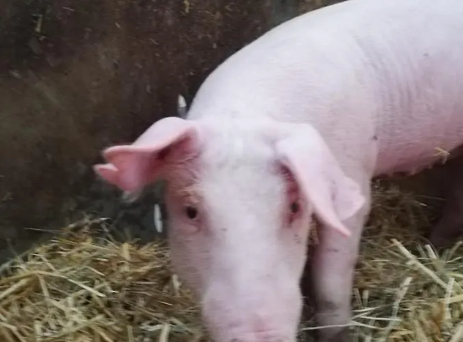 公寓 Panoramahof Manzberg *