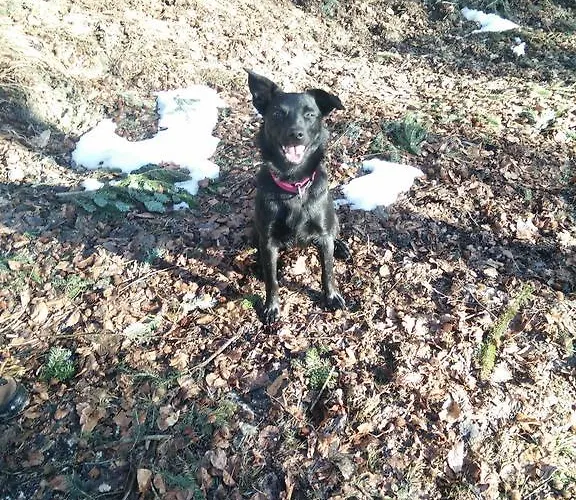 Апартаменты Panoramahof Manzberg *